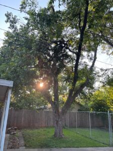 IMG-20250807-WA0021